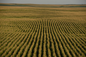 corn field