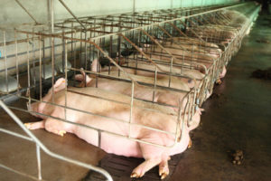 Subtherapeutics Swine 2