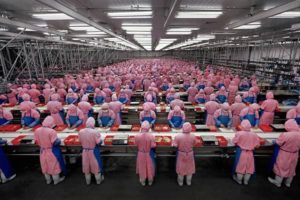 chinese chicken factory