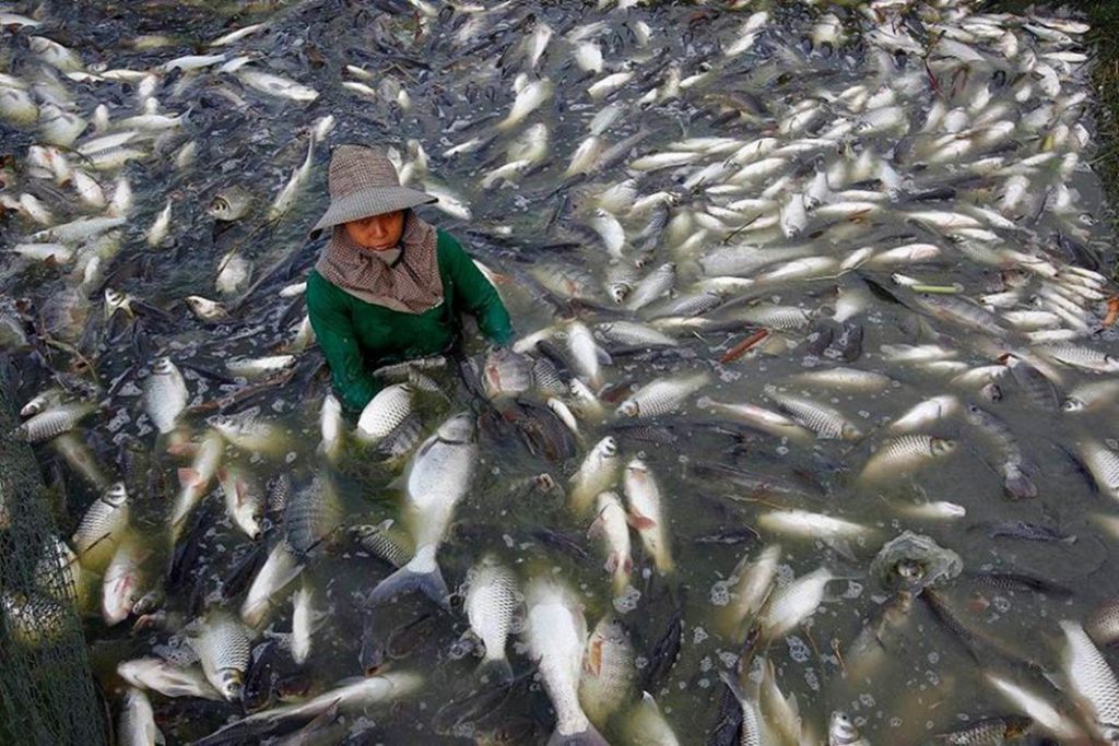 chinese cod farm