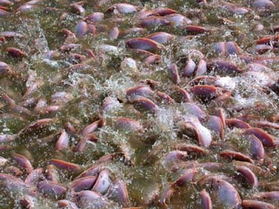 chinese tilapia farm