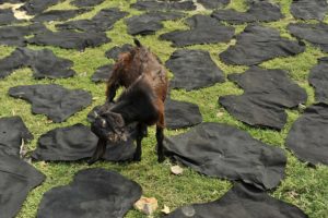 DHAKA, BANGLADESH - MARCH 21: A goat is seen roaming at the Hazaribagh toxic leather tannery on March 21, 2014 in Dhaka, Bangladesh. Hazaribagh is ranked among the 30 most polluted places in the world. Every day, 15,000 m3 of waste and toxic sludge are released and accumulate in the middle of houses. They flow directly into the river untreated. It is therefore not surprising that the river crossing the city, the Buriganga, is the third most polluted river in the world. Residents wash and do their chores yet in this river. PHOTOGRAPH BY Mohammad Asad / Pacific Press / Barcroft India UK Office, London. T +44 845 370 2233 W www.barcroftmedia.com USA Office, New York City. T +1 212 796 2458 W www.barcroftusa.com Indian Office, Delhi. T +91 11 4053 2429 W www.barcroftindia.com