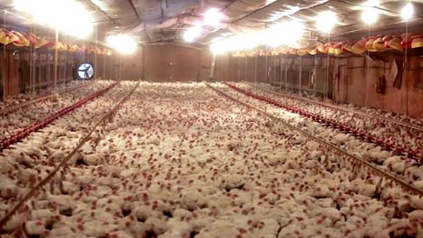 cage-free-chickens