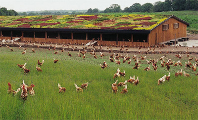 pasture-raised-chickens