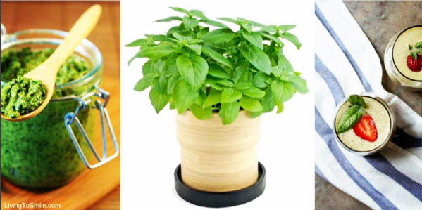 growing basil