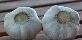 garlic no roots