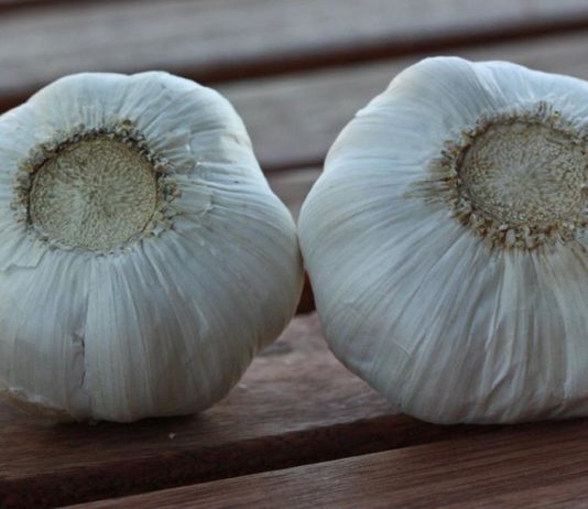garlic no roots