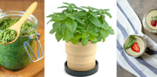 basil-tips-recipes